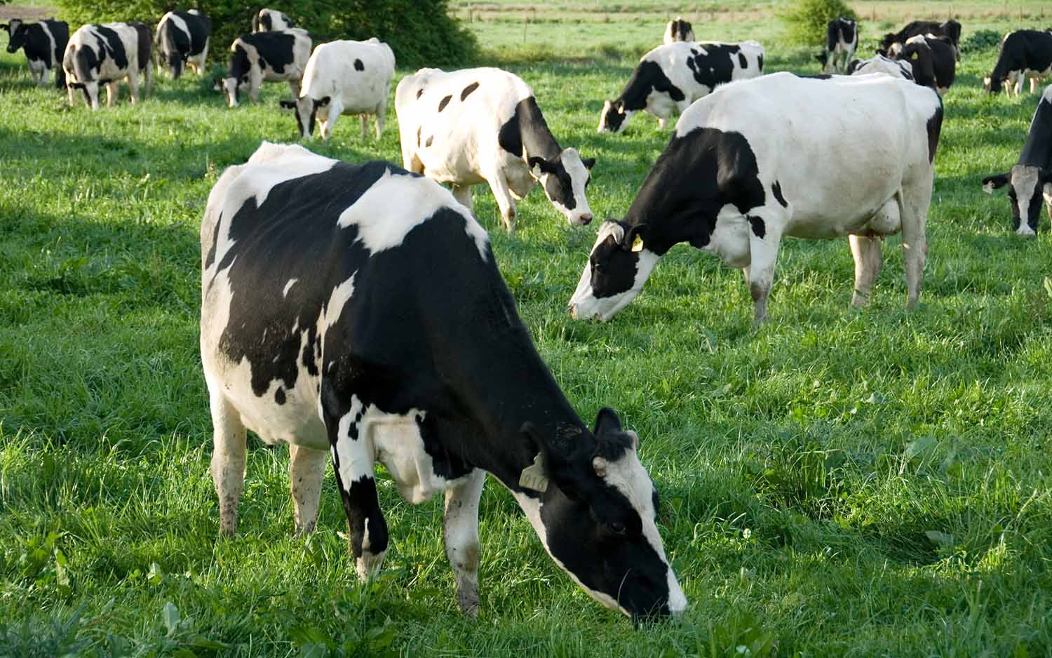 Regenerative Agriculture Principles Practices