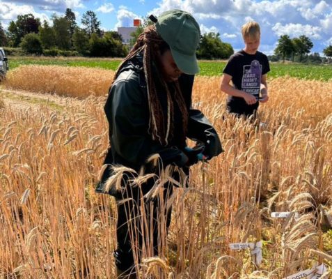 Researcher in a wheat field